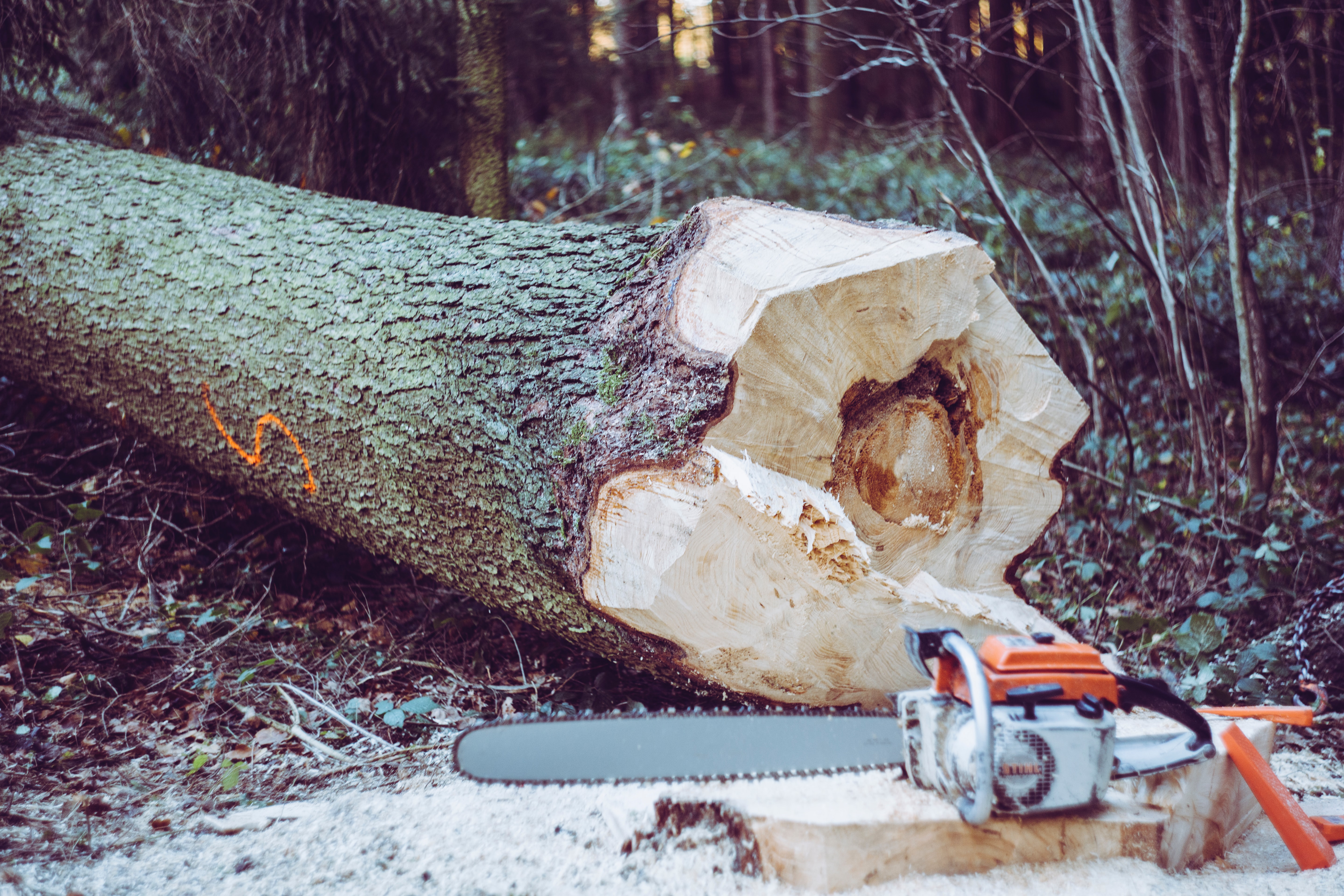 Tree down with chainsaw on the stump