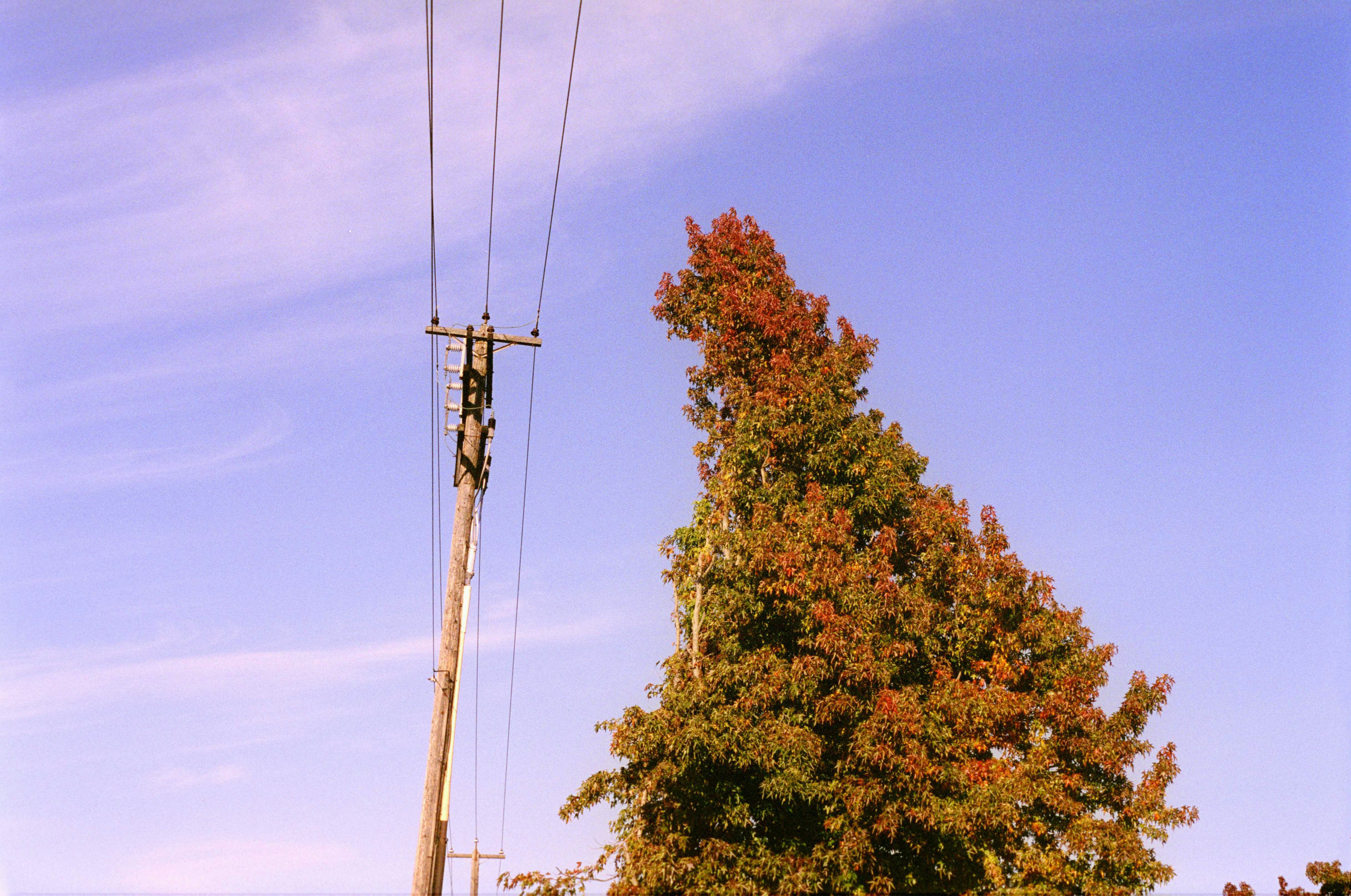 Pruning on a little tree