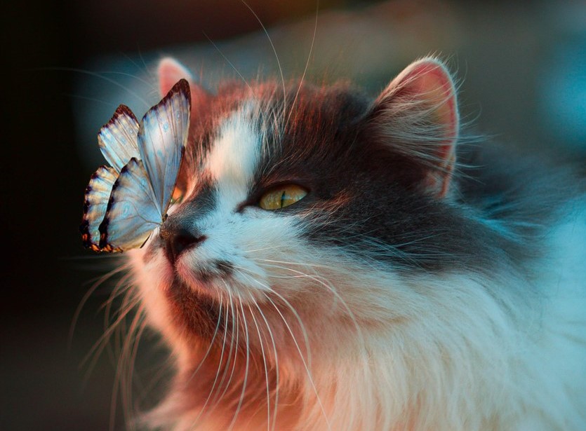 Long-haired calico cat with a butterfly perched on its nose, bathed in dramatic warm and teal light