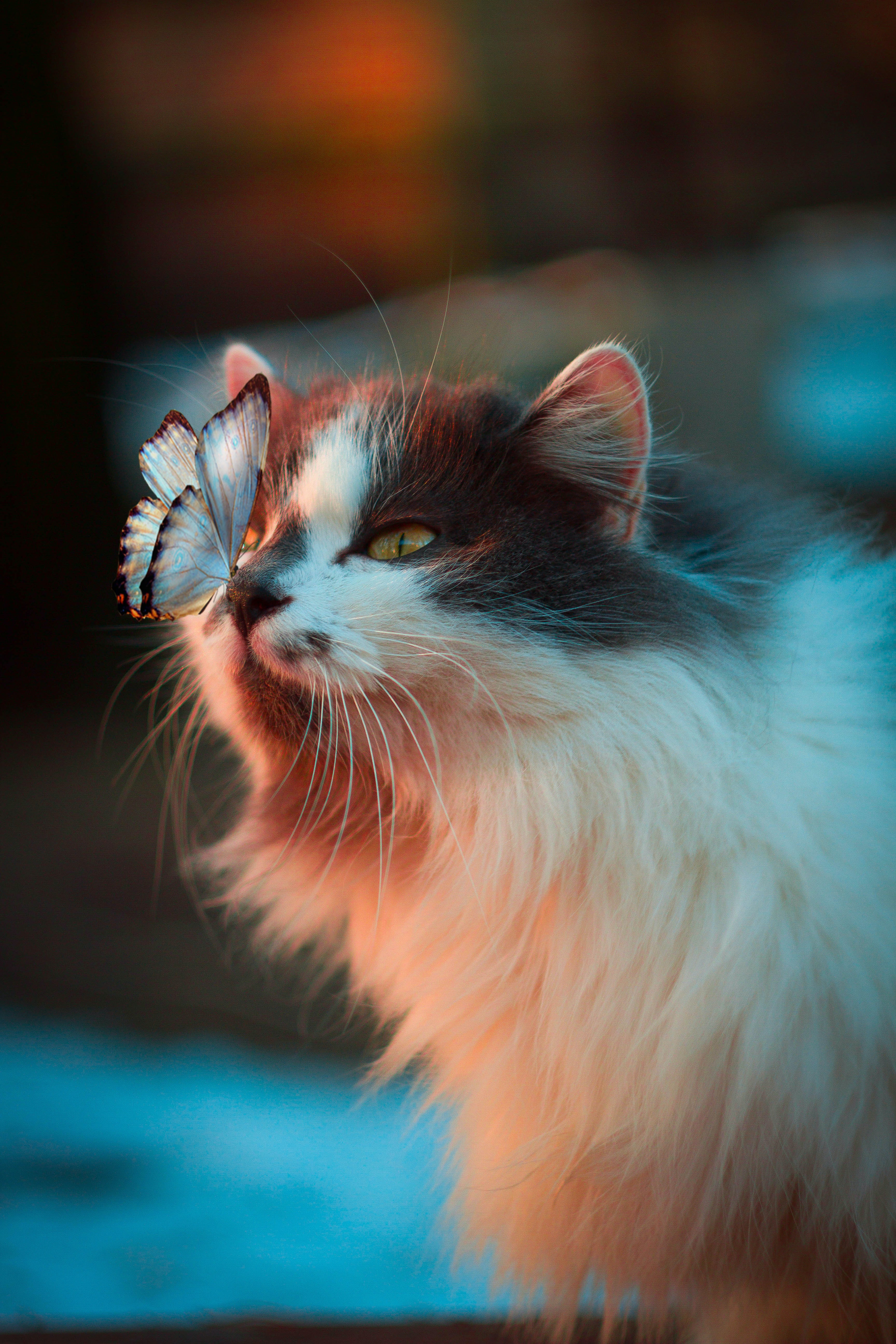 Long-haired calico cat with a butterfly perched gently on its nose, warm and teal dramatic lighting