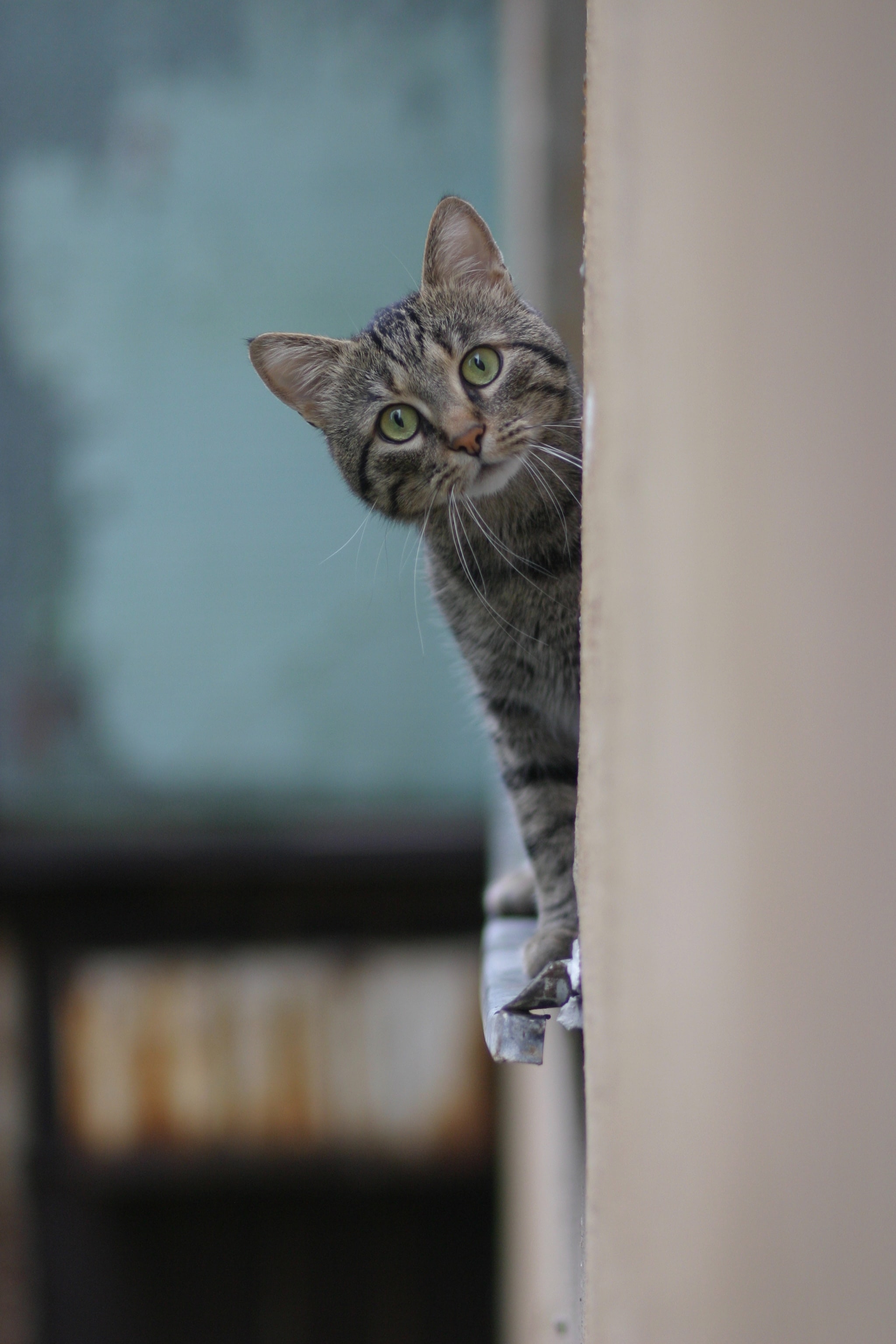 Grey tabby cat peeking around the corner of a wall with wide curious green eyes