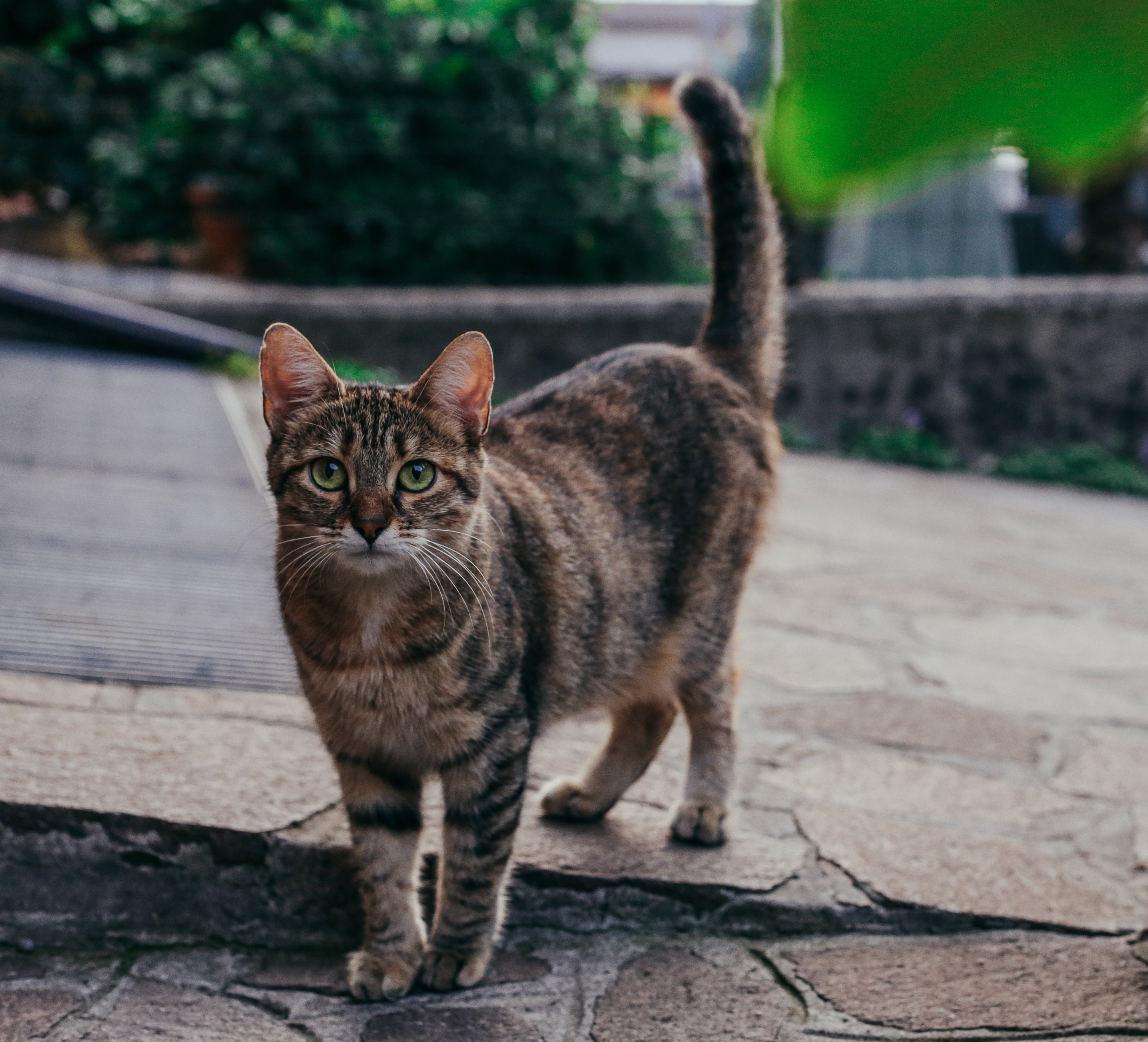 Brown tabby cat walking confidently on stone pavers outdoors, tail raised high, green eyes bright