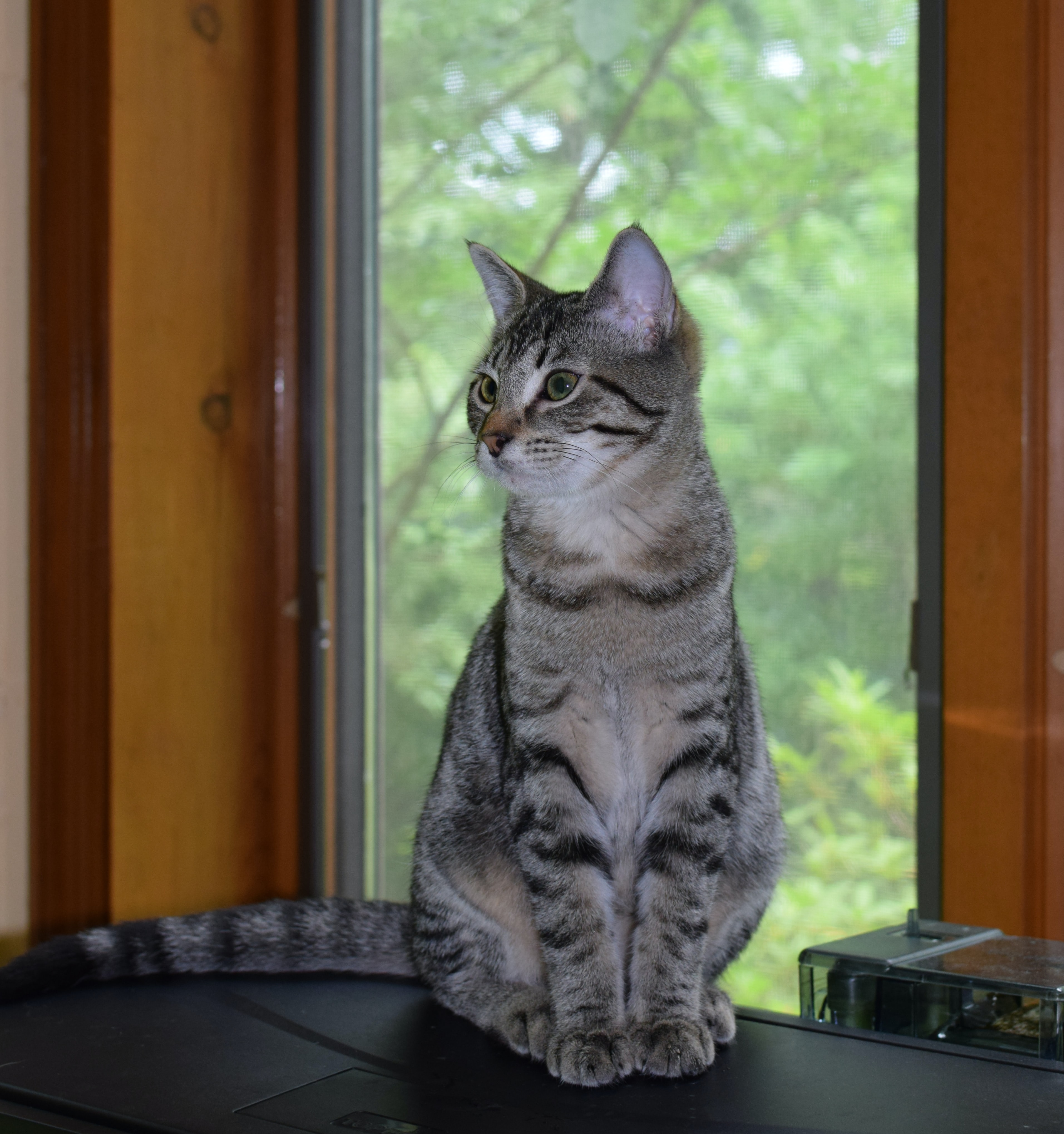 Silver tabby cat sitting upright on a windowsill, gazing at lush green trees through the screen