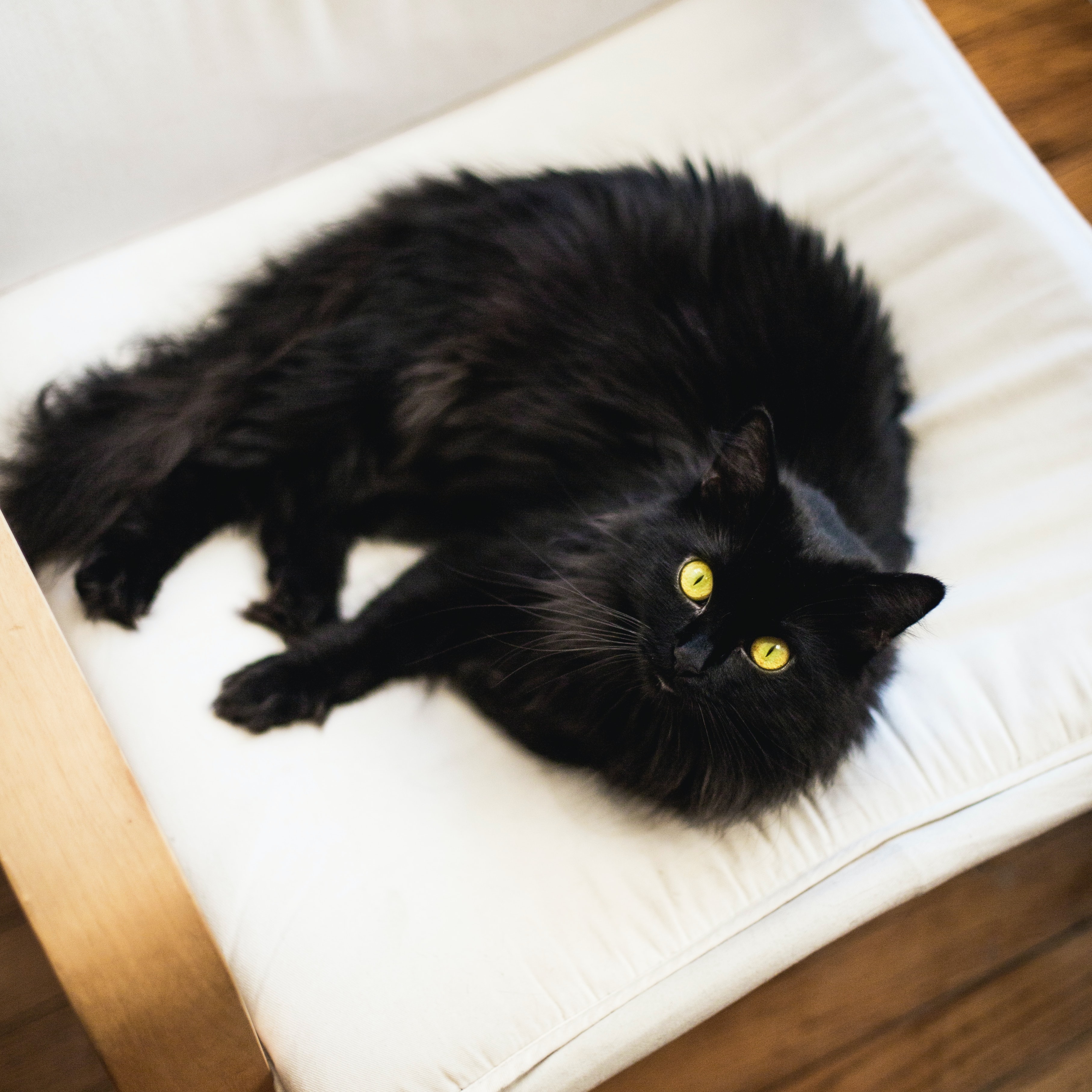 Fluffy black cat with vivid yellow-green eyes lounging on a white chair
