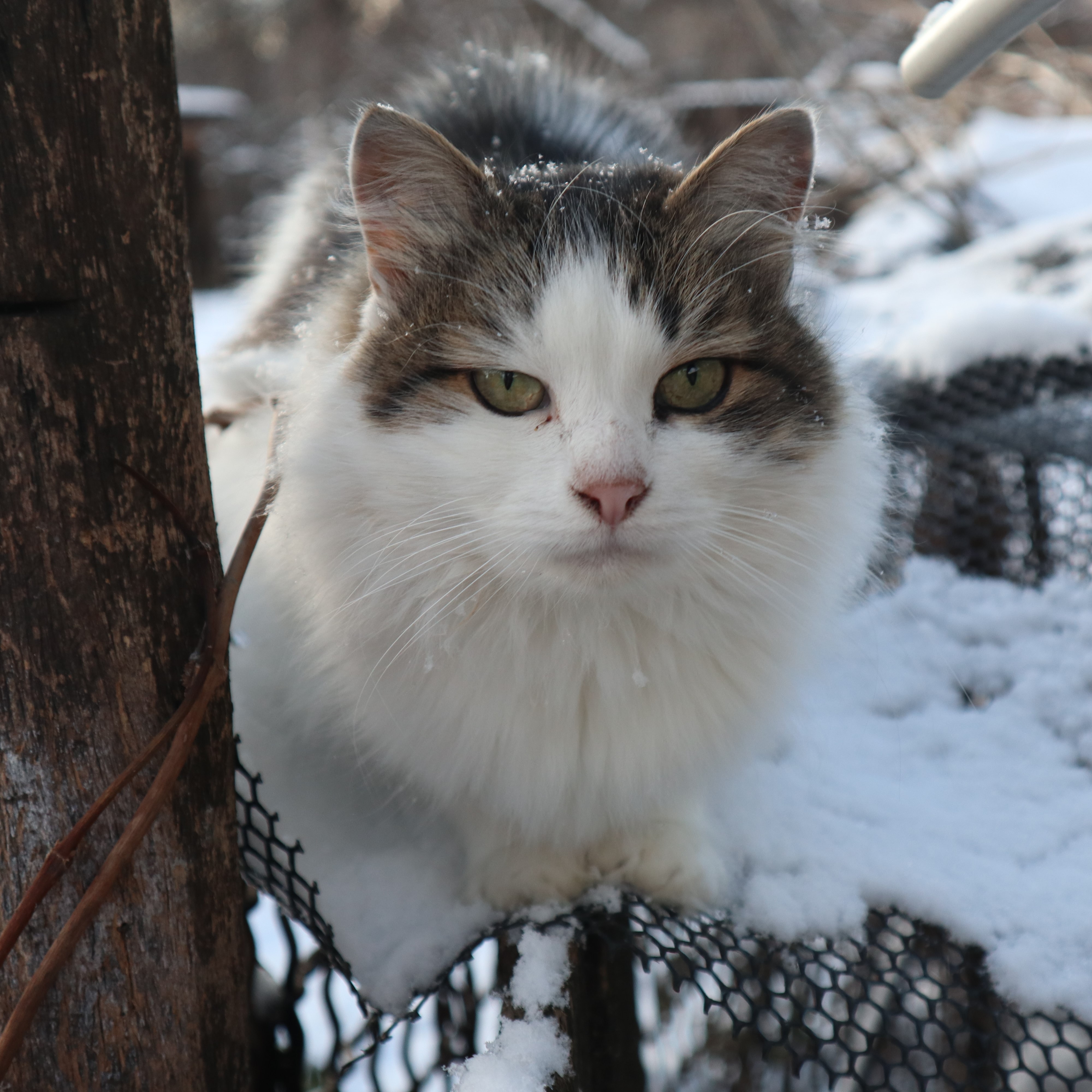 Fluffy white and grey cat with green eyes perched on a snow-covered wire fence outdoors