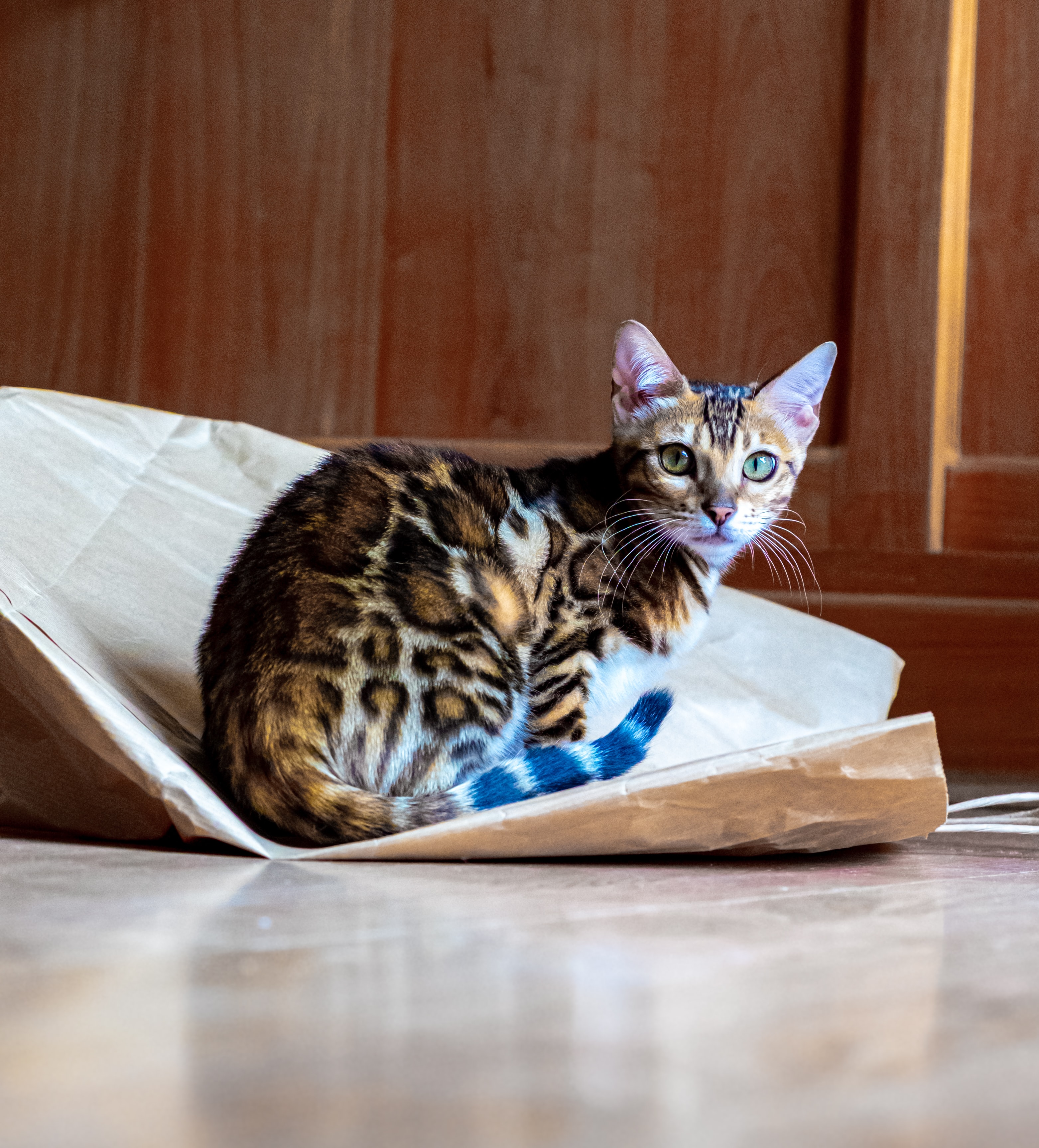 Bengal kitten with striking spotted coat sitting inside a crinkled paper bag, looking up curiously