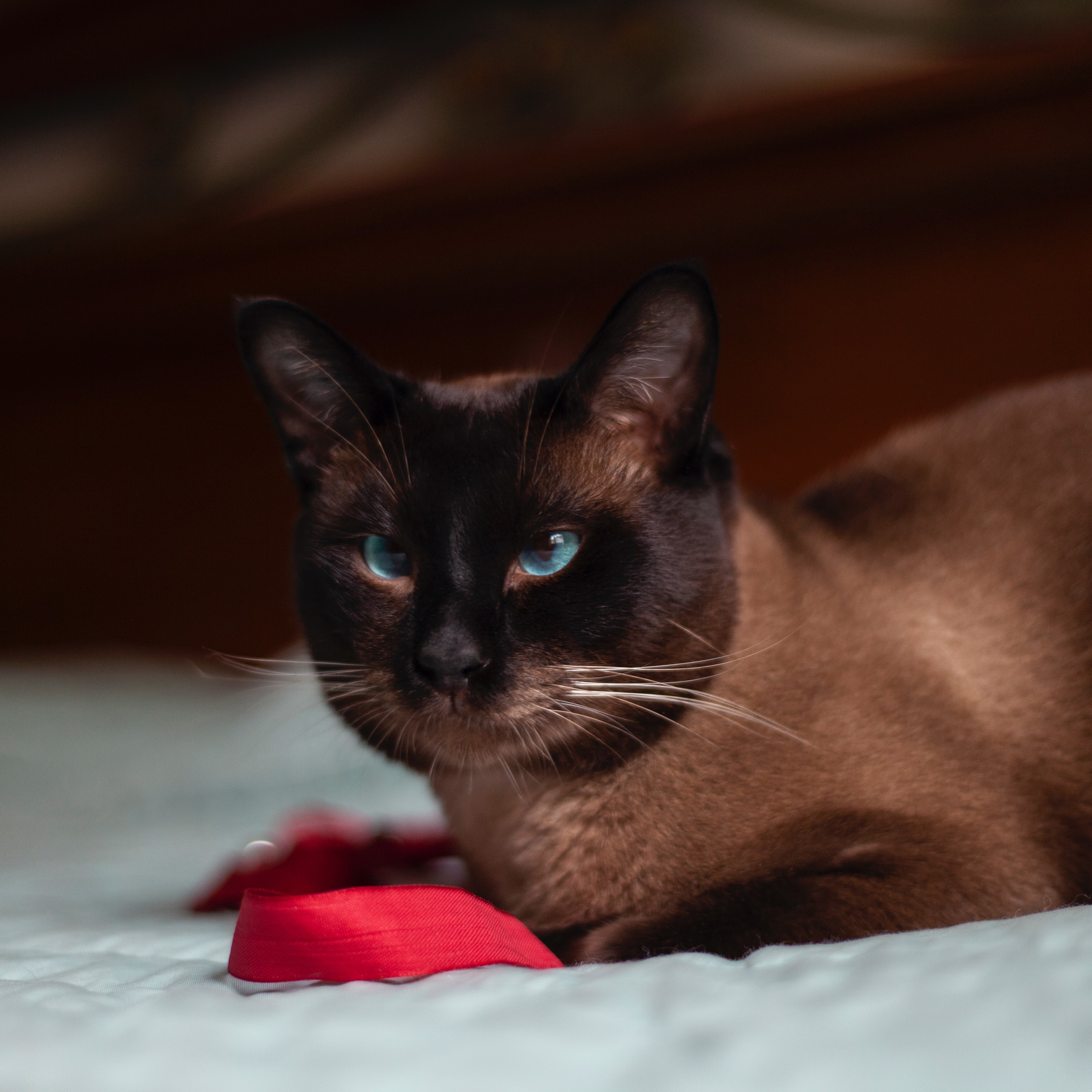 Sleek Siamese cat with vivid blue eyes resting beside a red ribbon, dramatic low-key lighting