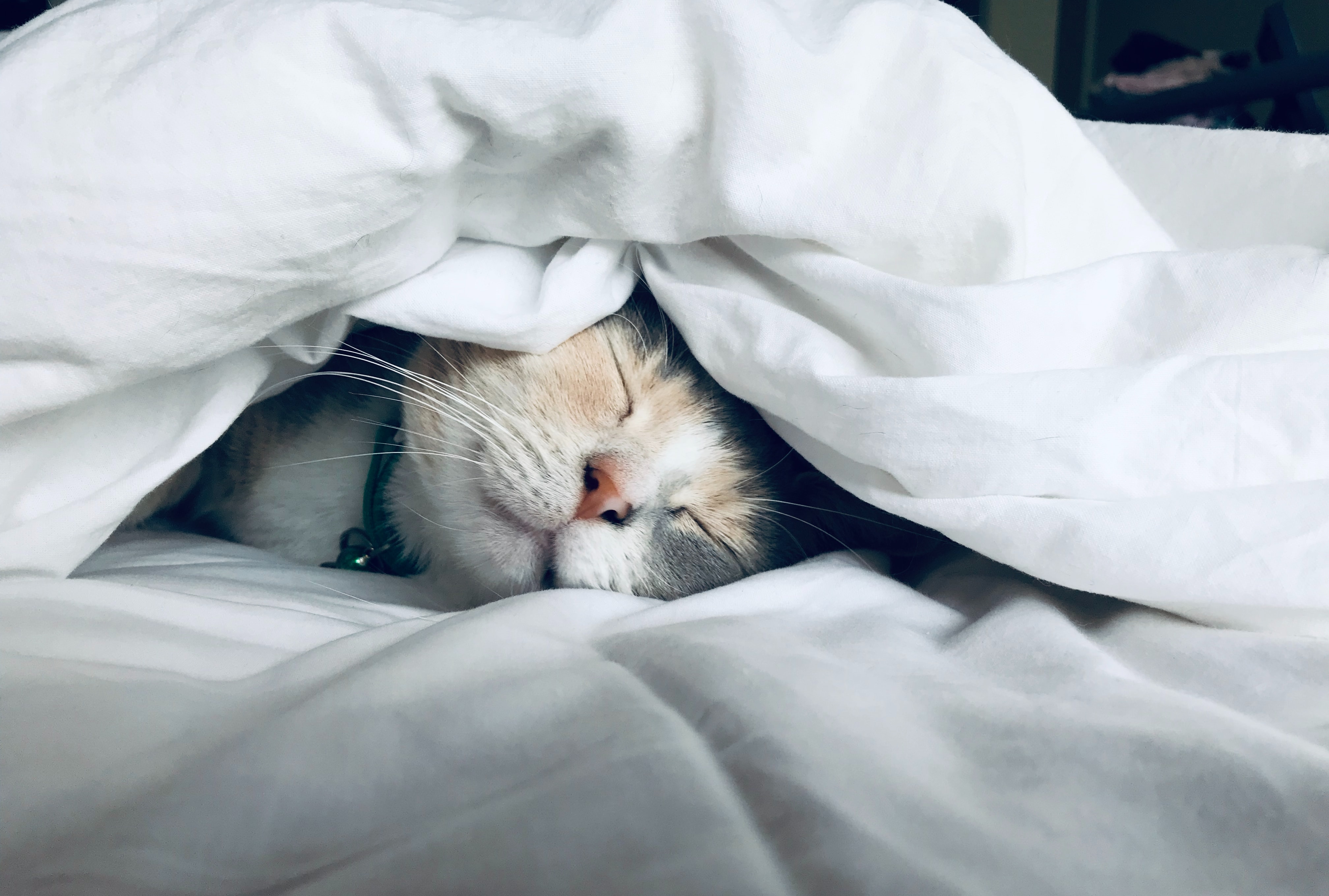 Tiny kitten peeking out from under white blankets, eyes closed contentedly