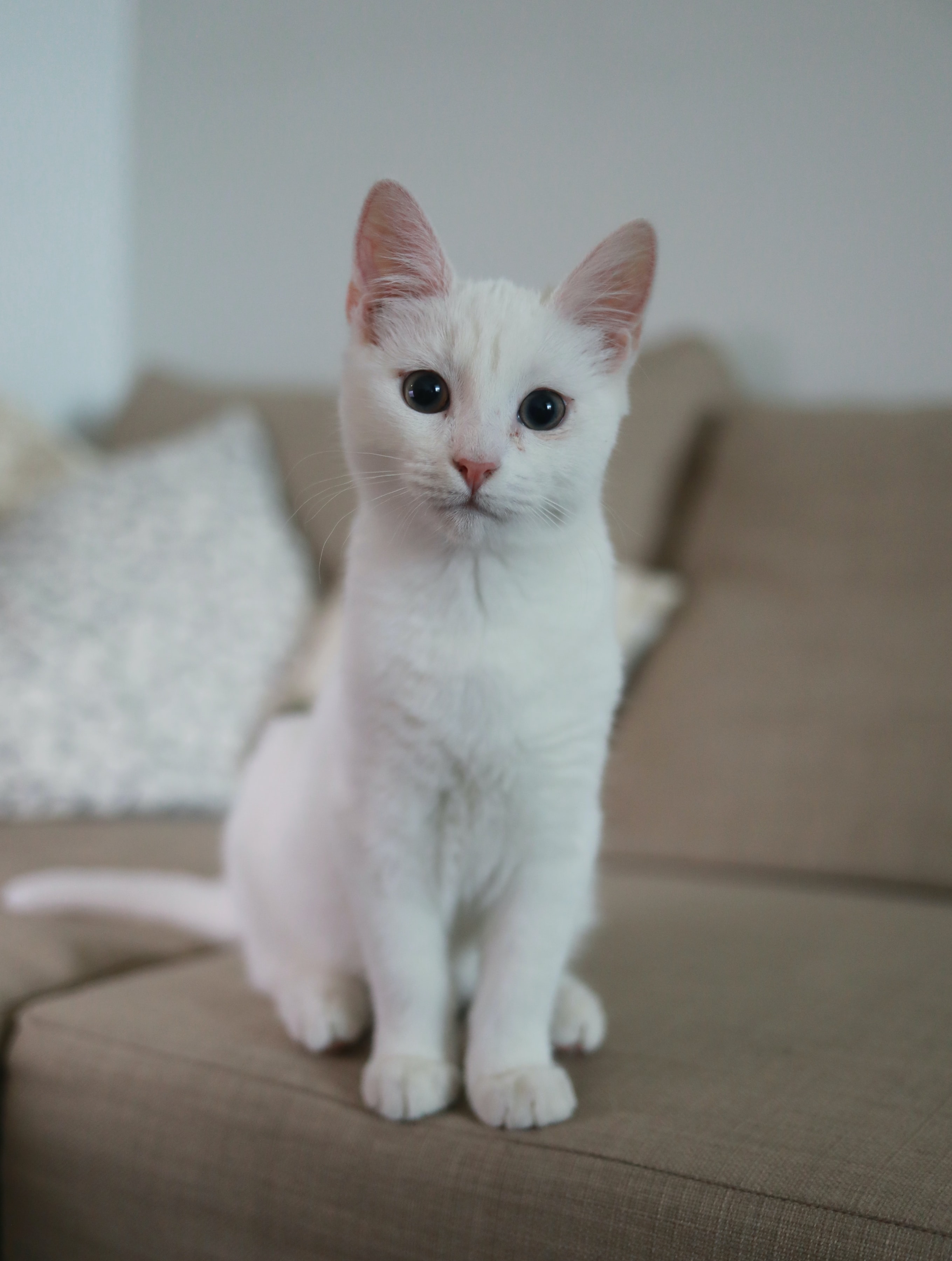 Pure white kitten sitting upright on a beige couch, looking directly at camera with dark curious eyes