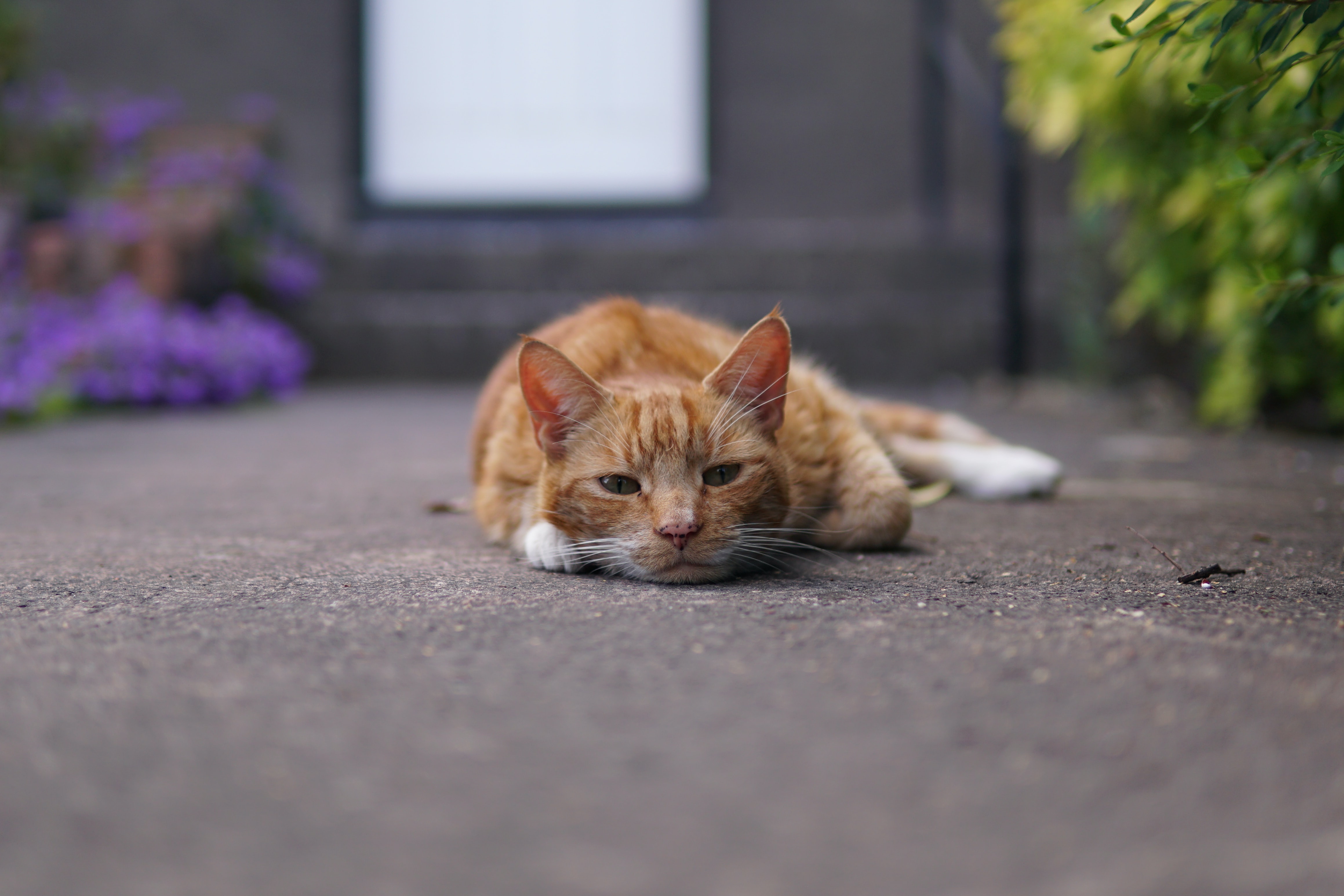 Cat laying down